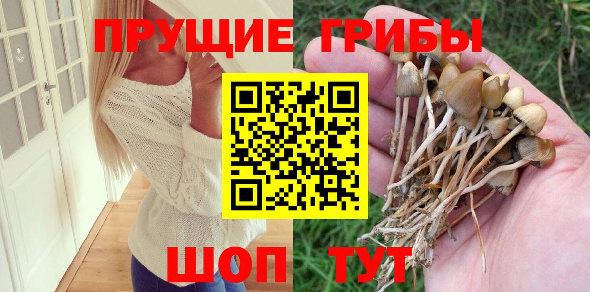 Орехово-Зуево  Псилоцибиновые грибы Psilocybine cubensis  Вход с VPN  Псилоцибиновые грибы GOLDEN TEACHER 